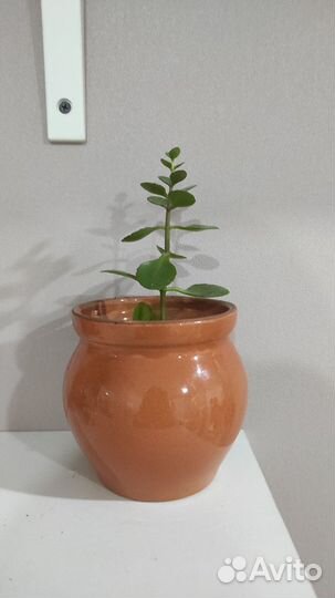 Суккуленты