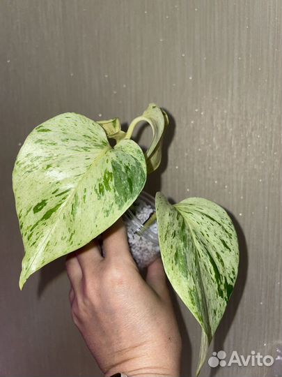 Эпипремнум Марбл квин