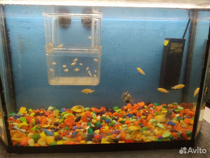 Рыбки еллоу