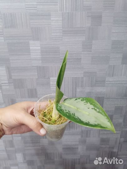 Аглаонема Сильвер блю