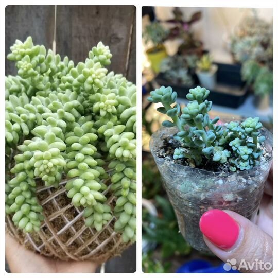 Суккуленты