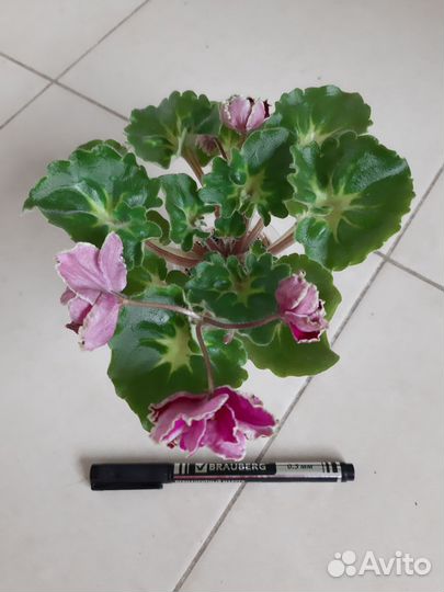 Фиалки сортовые