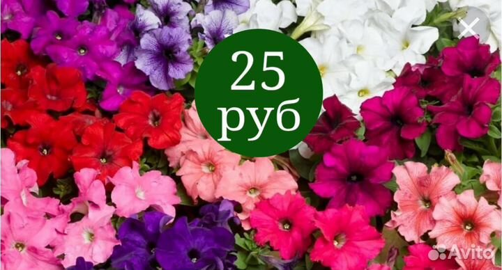 Рассада петунии кустовой и вегетативной