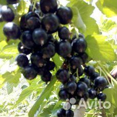 Ягода черной смородины