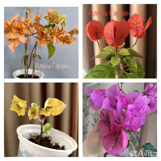 Бугенвиллия