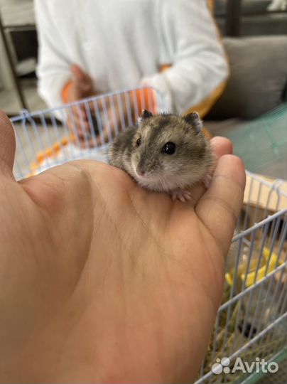 Джунгарские хомячки