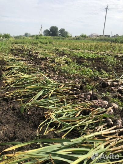 Чеснок домашний