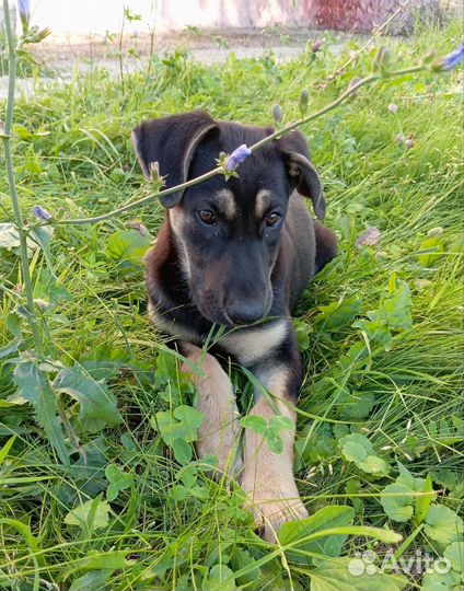 Щенок метис девочка