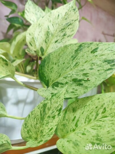 Живые лианы для террариума