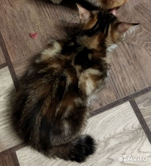 Кошка в дар бесплатно