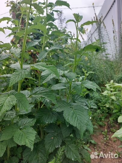 Малина желтая