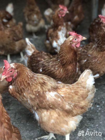 Куры несушки