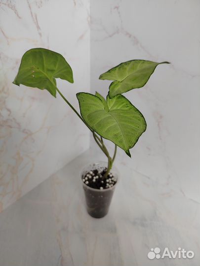 Сингониумы