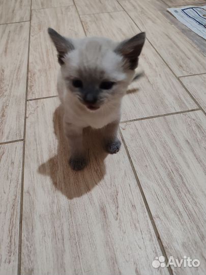 Шотландская