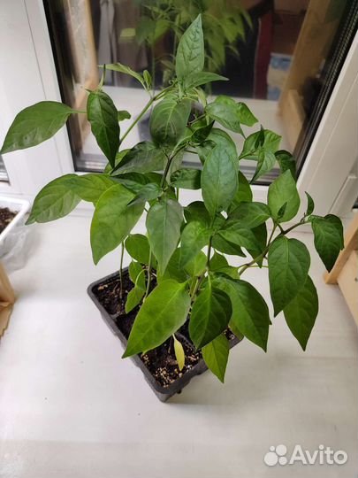 Рассада острого перца