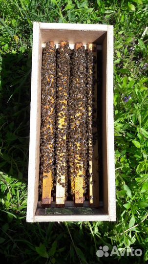 Продам пчел пчелопакеты