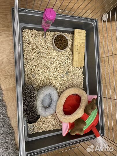 Африканский карликовый еж