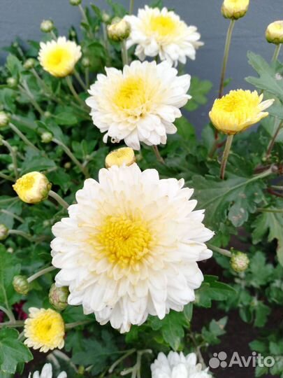 Хризантемы