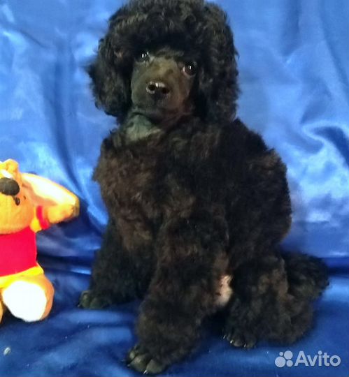 Мальчики и девочки РКФ