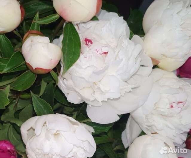 Пионы корни