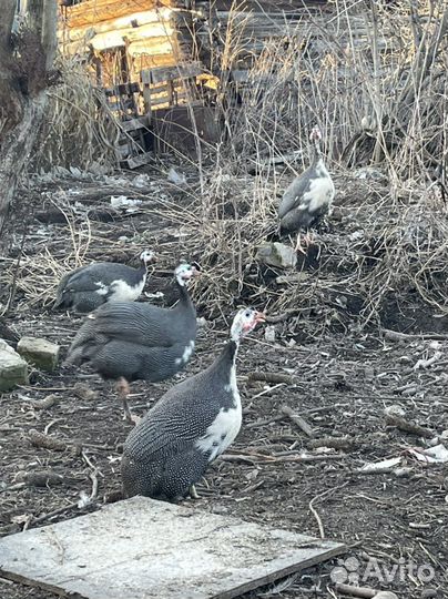 Курочки несушки