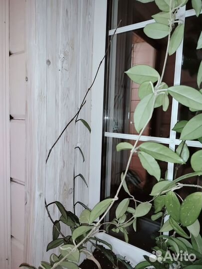 Хойя восковой плющ три основные ветви