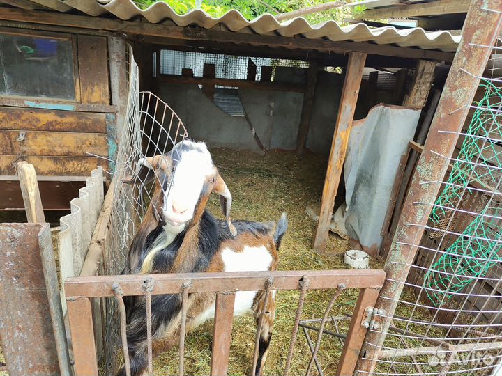 Продам козла на племя