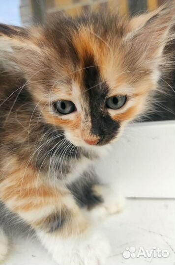 Котята