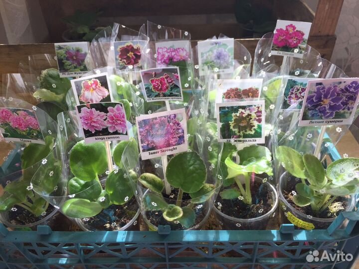 Детки сортовых фиалок