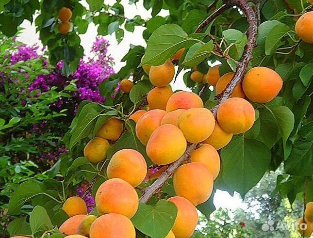 Саженцы абрикоса, катальпы, хвойных и др