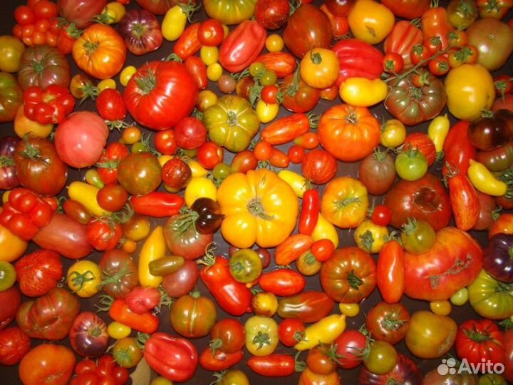 Семена/томат/огурец/перец/лук/свекла/морковь/цветы