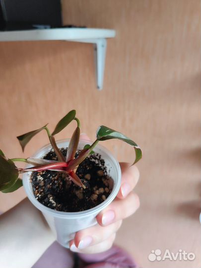 Комнатные растения