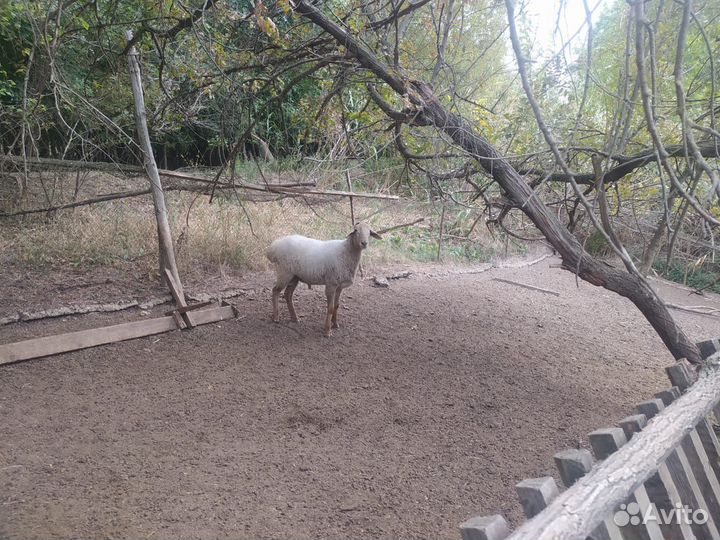 Баран на племя