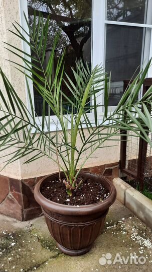 Комнатные растения цветы