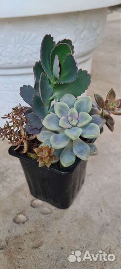 Суккуленты и садики