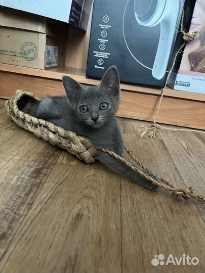 Дымчатый котенок :)