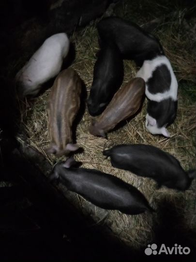 Поросята кармалы