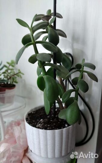 Толстянка, денежное дерево