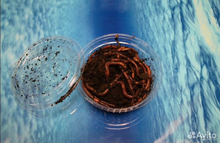 Червь/опарыш/дендробена/мотыль свежий