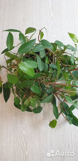 Филодендрон