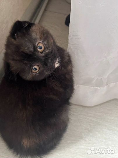 Котята шотландцы вислоухие