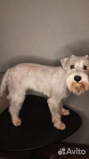 Грумер. Стрижка собак и кошек (выезд на дом)