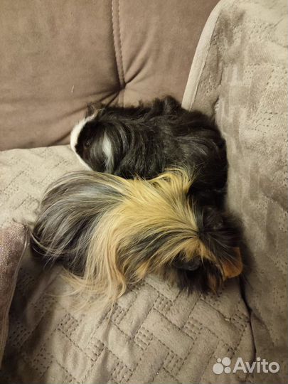 Морские свинки с клетками