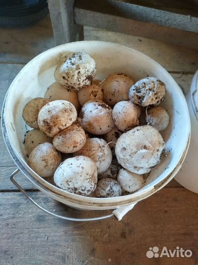 Гриб веселка