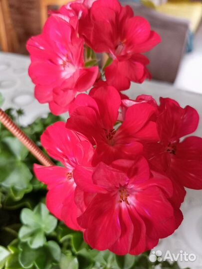 Плющелистная пеларгония