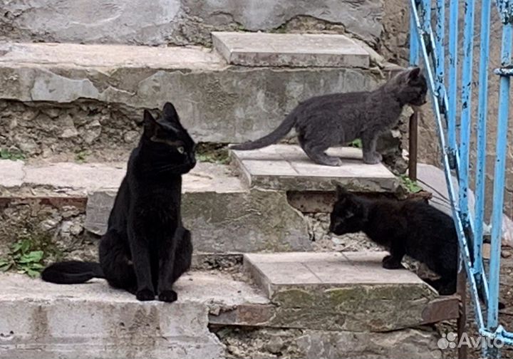 Котята в добрые руки