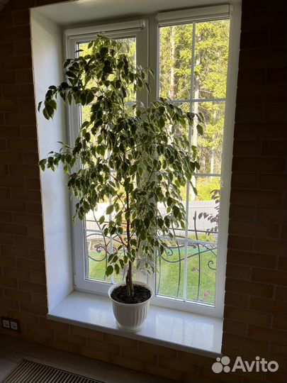 Фикус Бенджамина