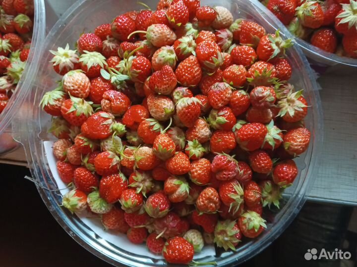 Клубника дикая