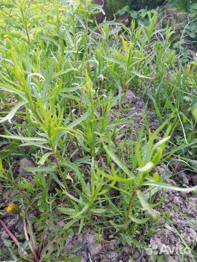 Мята, эстрагон(тархун) под посадку