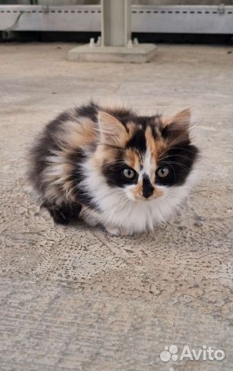 Кошечки в ответственные, добрые руки